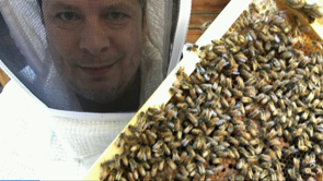 Thumbnail for Extreme Cooperation of Superorganisms: Four Lessons Humans Can Learn from Honey Bees