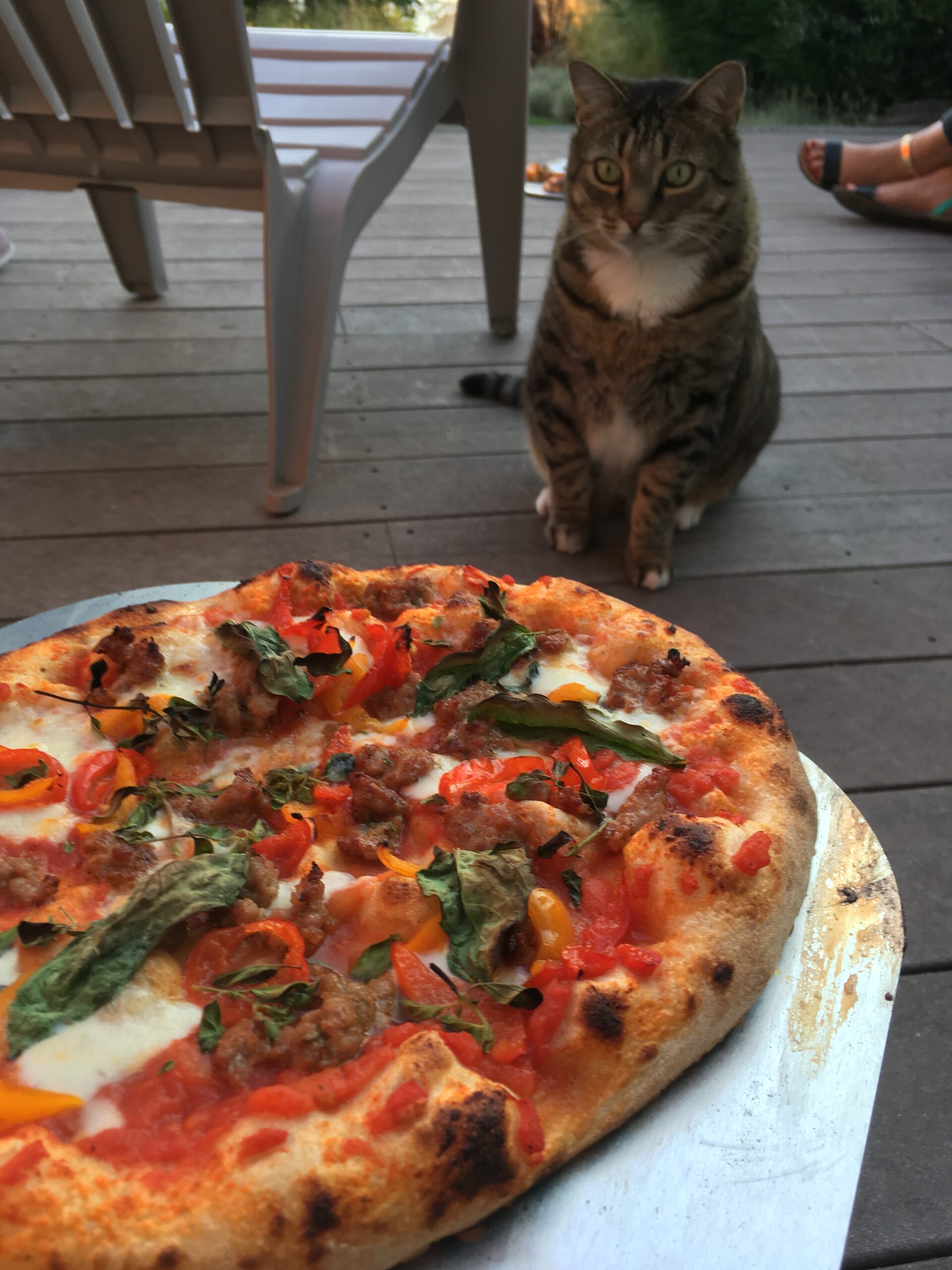 A cat on a wooden deck looks toward the camera