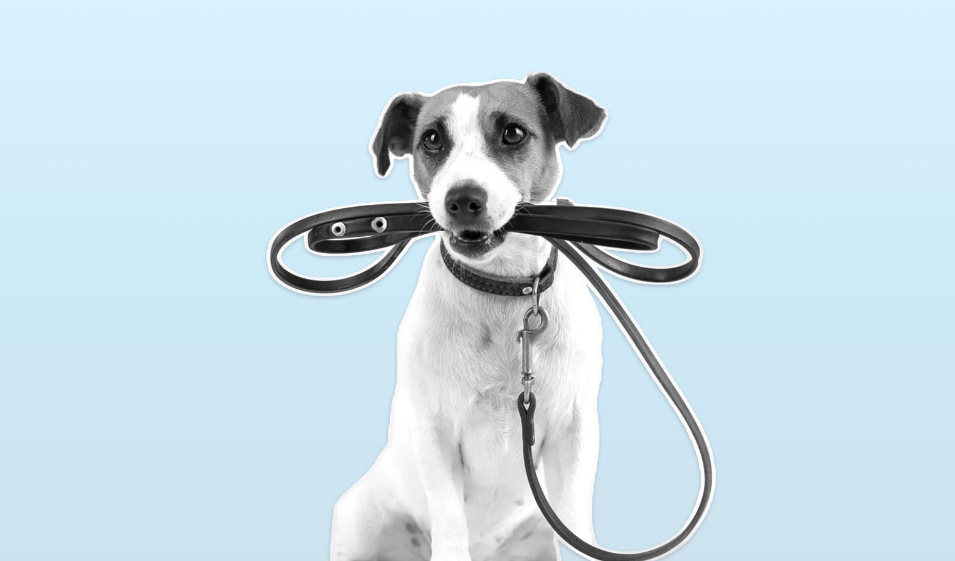 Dog sitting against a light blue background, holding a leash in its mouth with a hopeful expression, suggesting it wants to go for a walk.