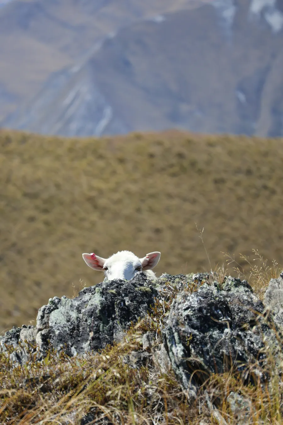 Sheep peeking over a rocky hill with grassy terrain and blurred mountains in the background.